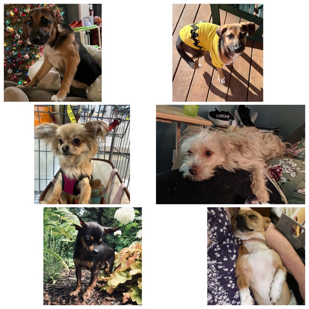 Flyer - Picture 10 of 13